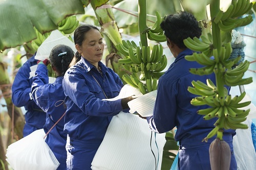 Top 5 công ty xuất khẩu nông sản lớn nhất tại Việt Nam