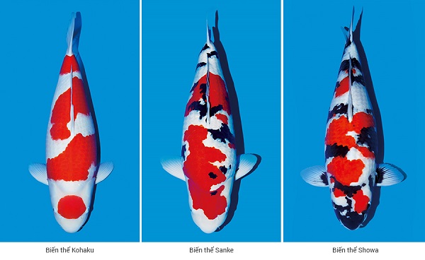 Top 5 địa chỉ bán cá Koi đẹp, giá rẻ nhất tại TPHCM