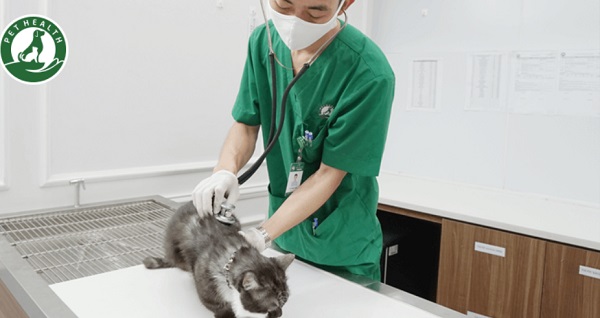 Top 5 phòng khám thú y uy tín nhất tại Hà Nội